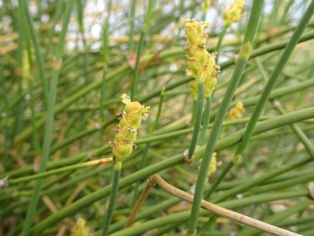 Хвойниковые, Эфедровые - Ephedrales Ephedra is a genus of gymnosperm shrubs, the only genus in its family, Ephedraceae, and order, Ephedrales. The various...