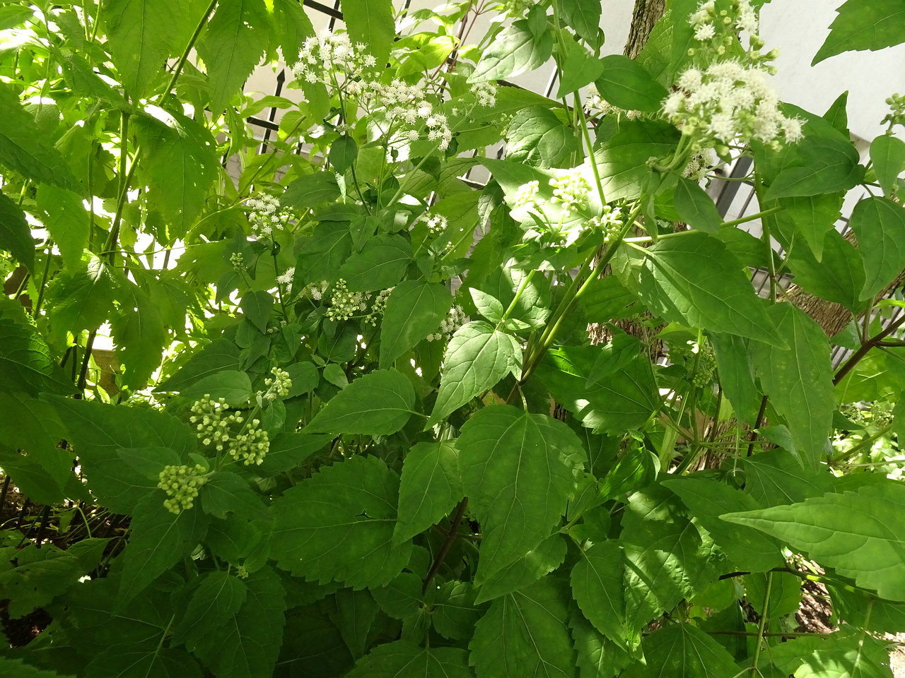 DSC01270