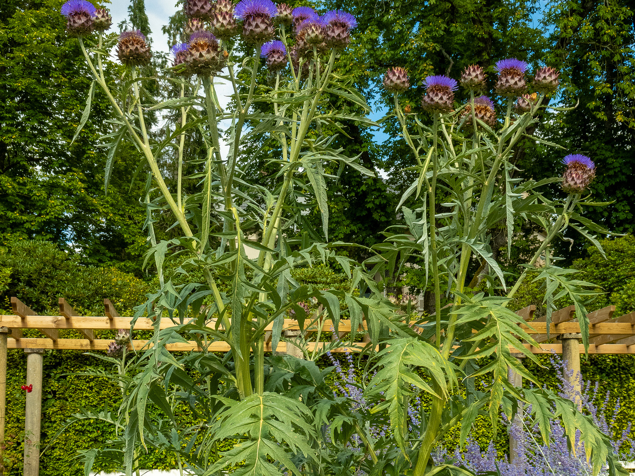 baden-baden-rosarium-2