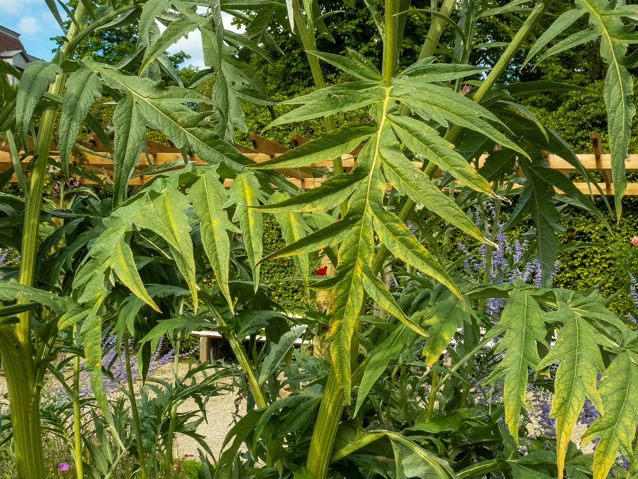baden-baden-rosarium-4