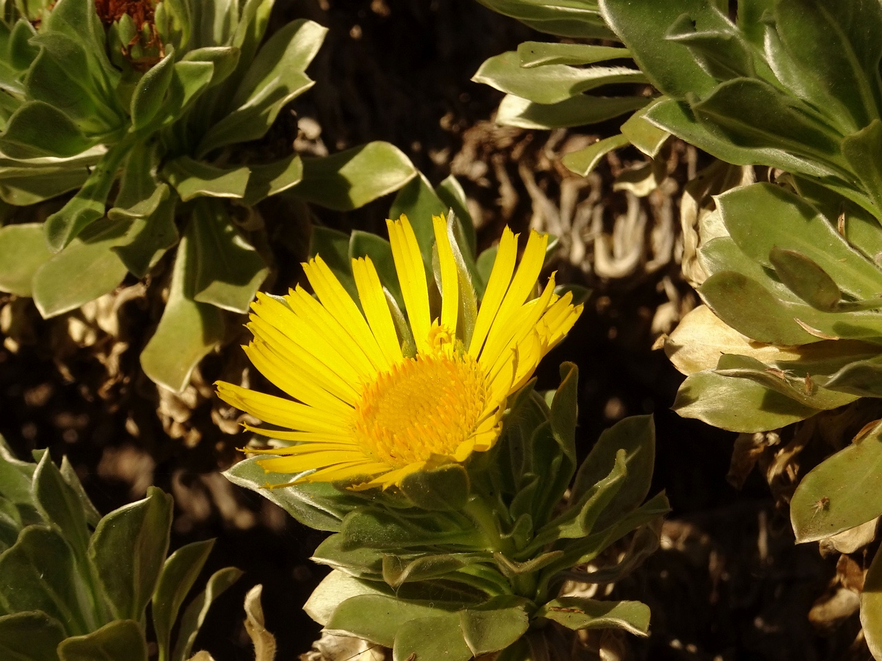0DSC06596_