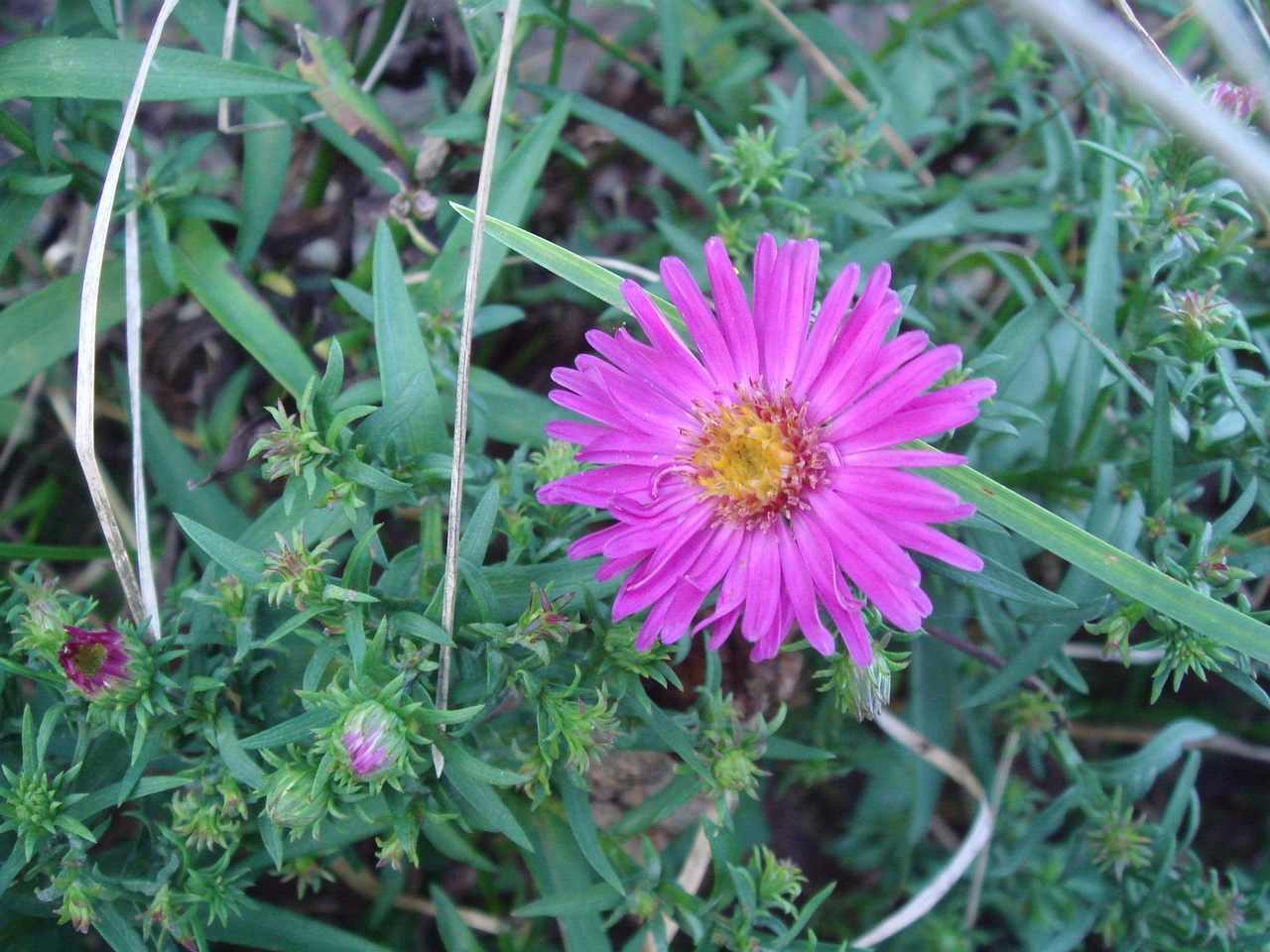 DSC04612_orig