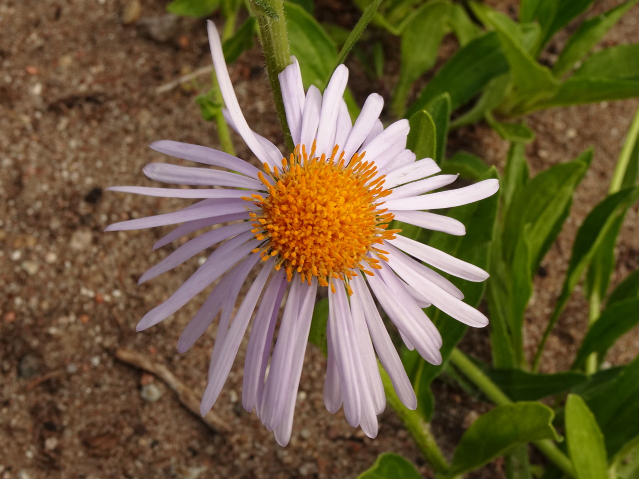 0DSC04312