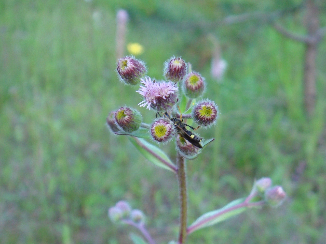 DSC00563