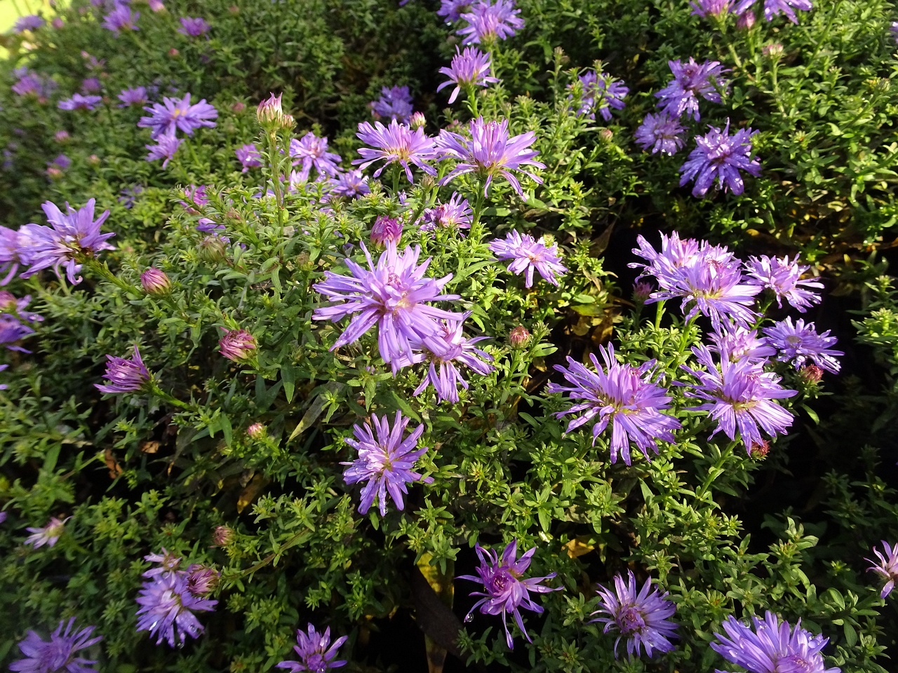 DSC00746
