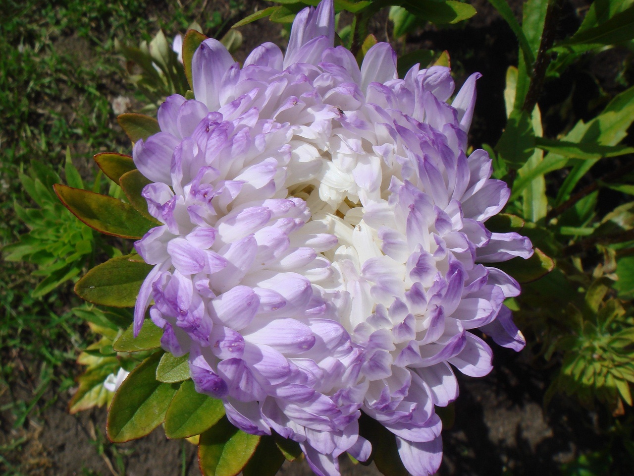 DSC08458