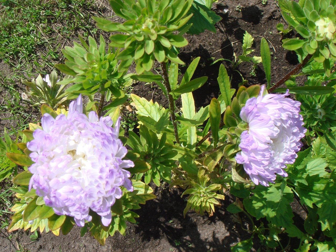 DSC08459