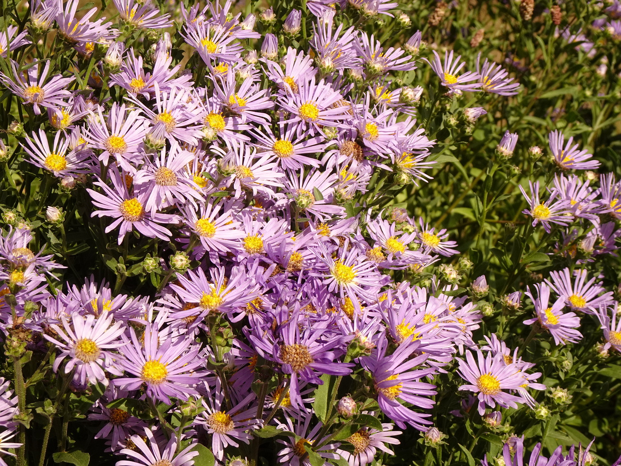 DSC05422