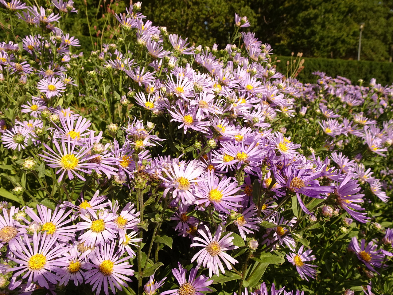 DSC05426