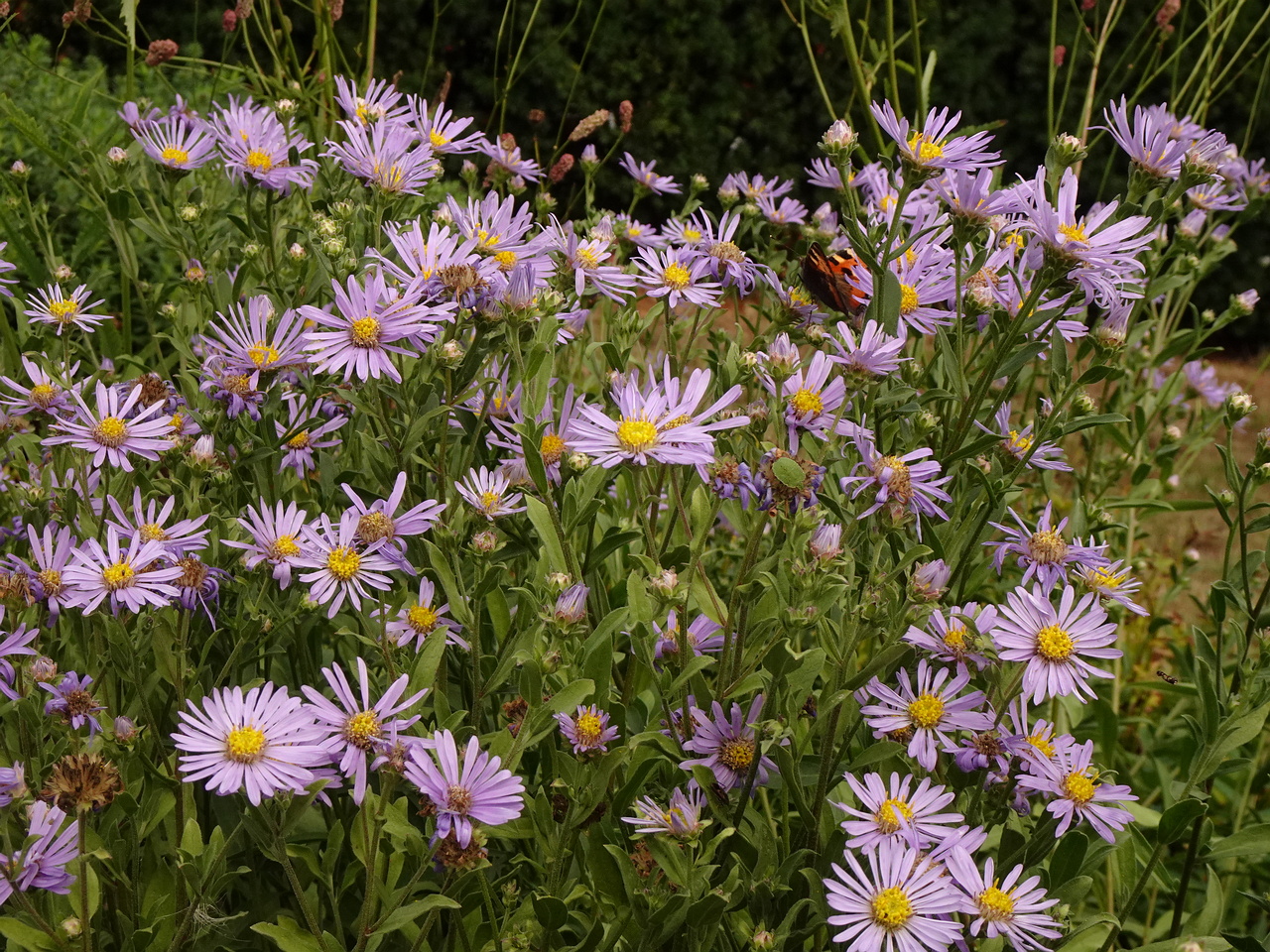 DSC05429