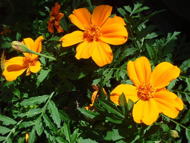 Бархатцы мелкоцветные - Tagetes patula