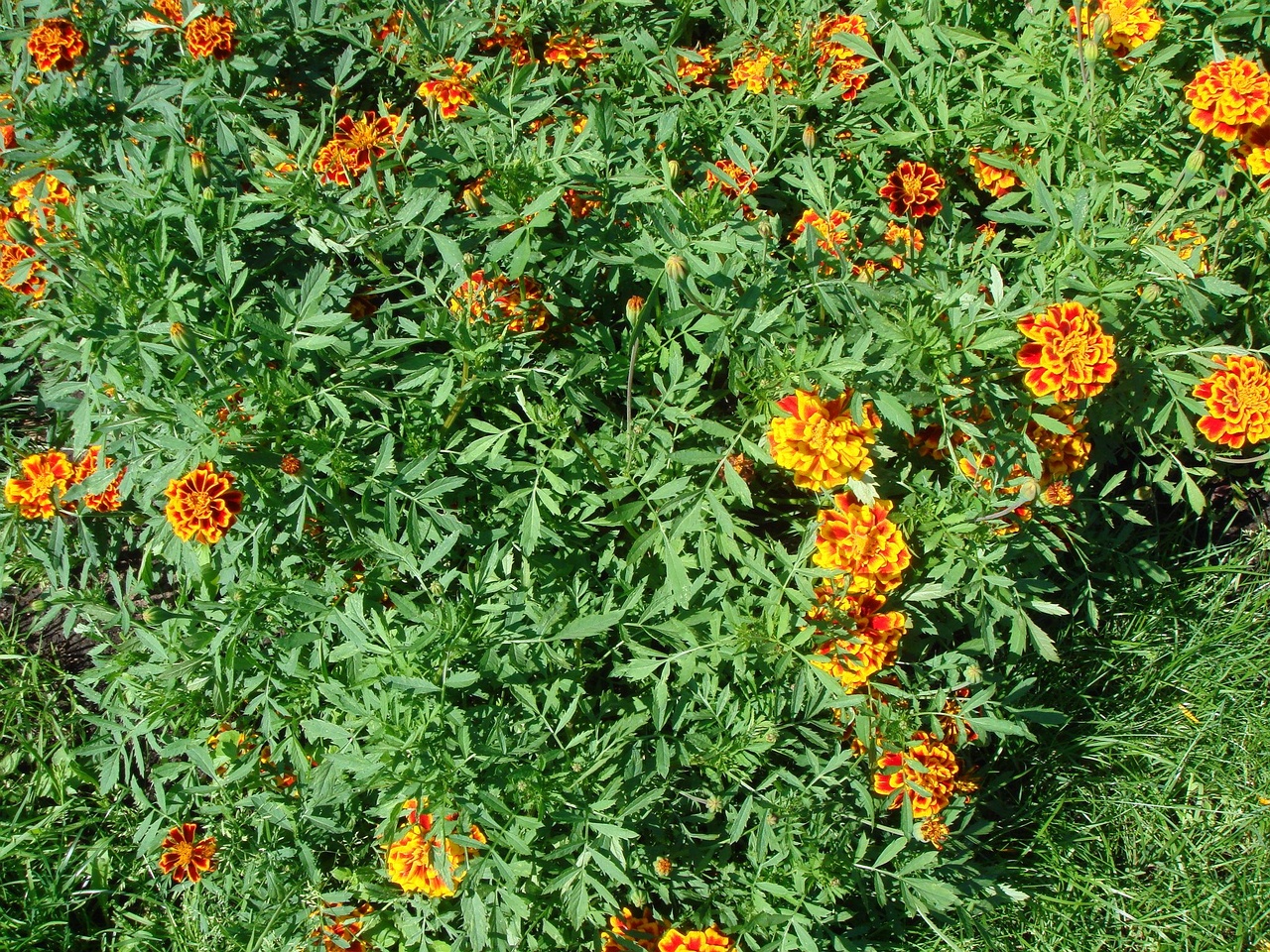 DSC00208