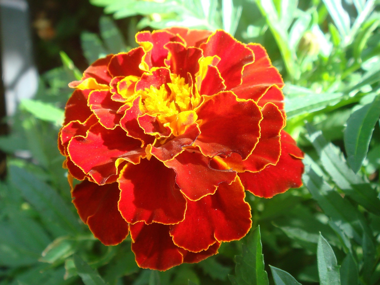 DSC08486