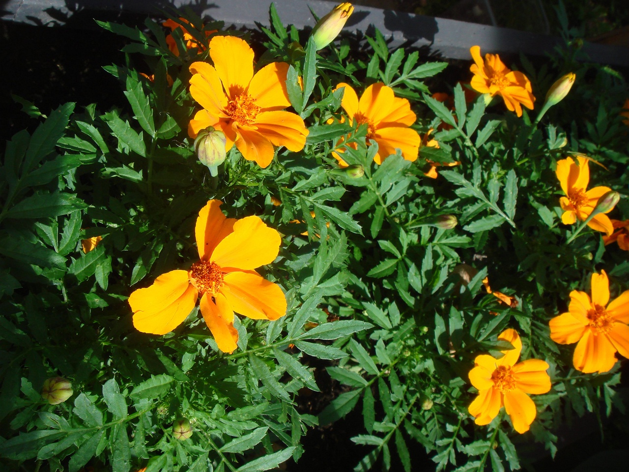 DSC08490