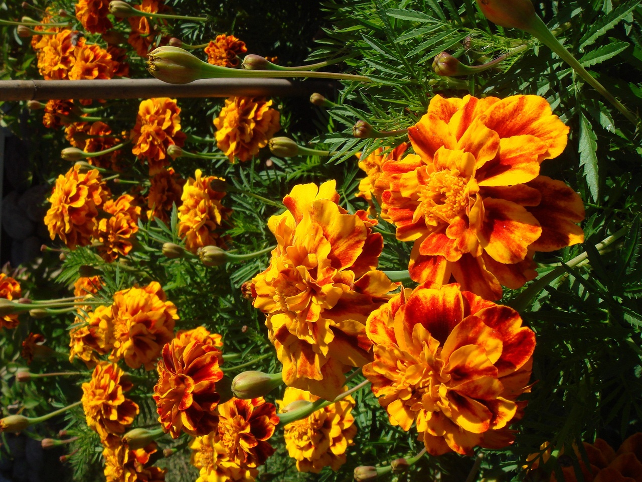 DSC09978