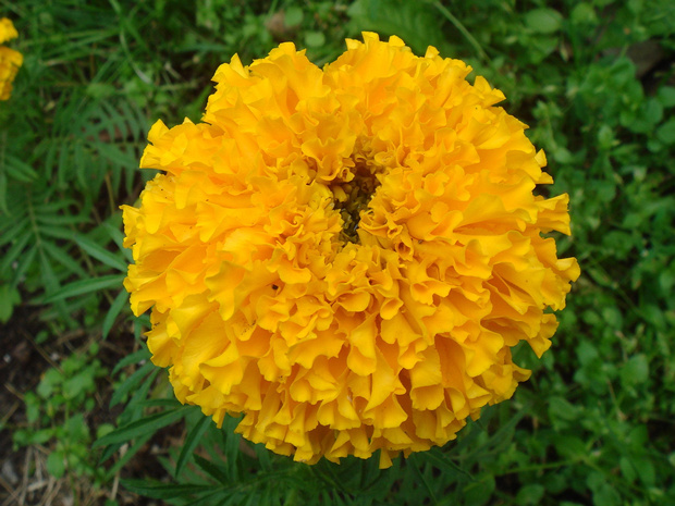 Бархатцы прямостоячие - Tagetes erecta