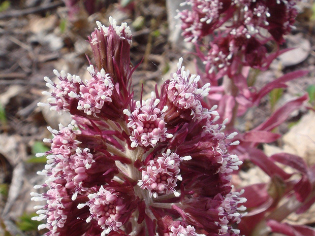 Белокопытник гибридный - Petasites hybridus