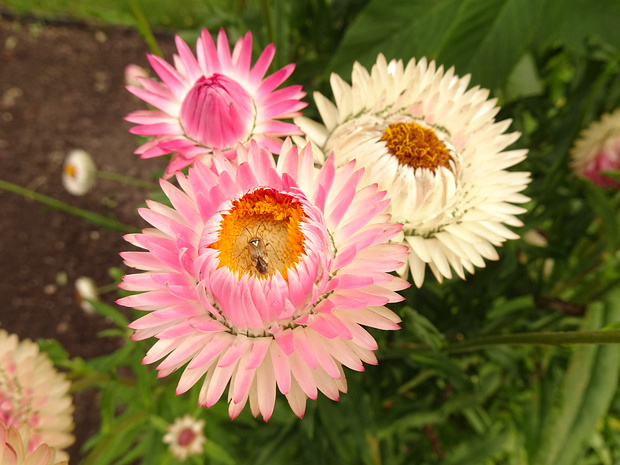 Бессмертник прицветниковый 'Швейцарский Гигант' - Xerochrysum bracteatum 'Swiss Giant'