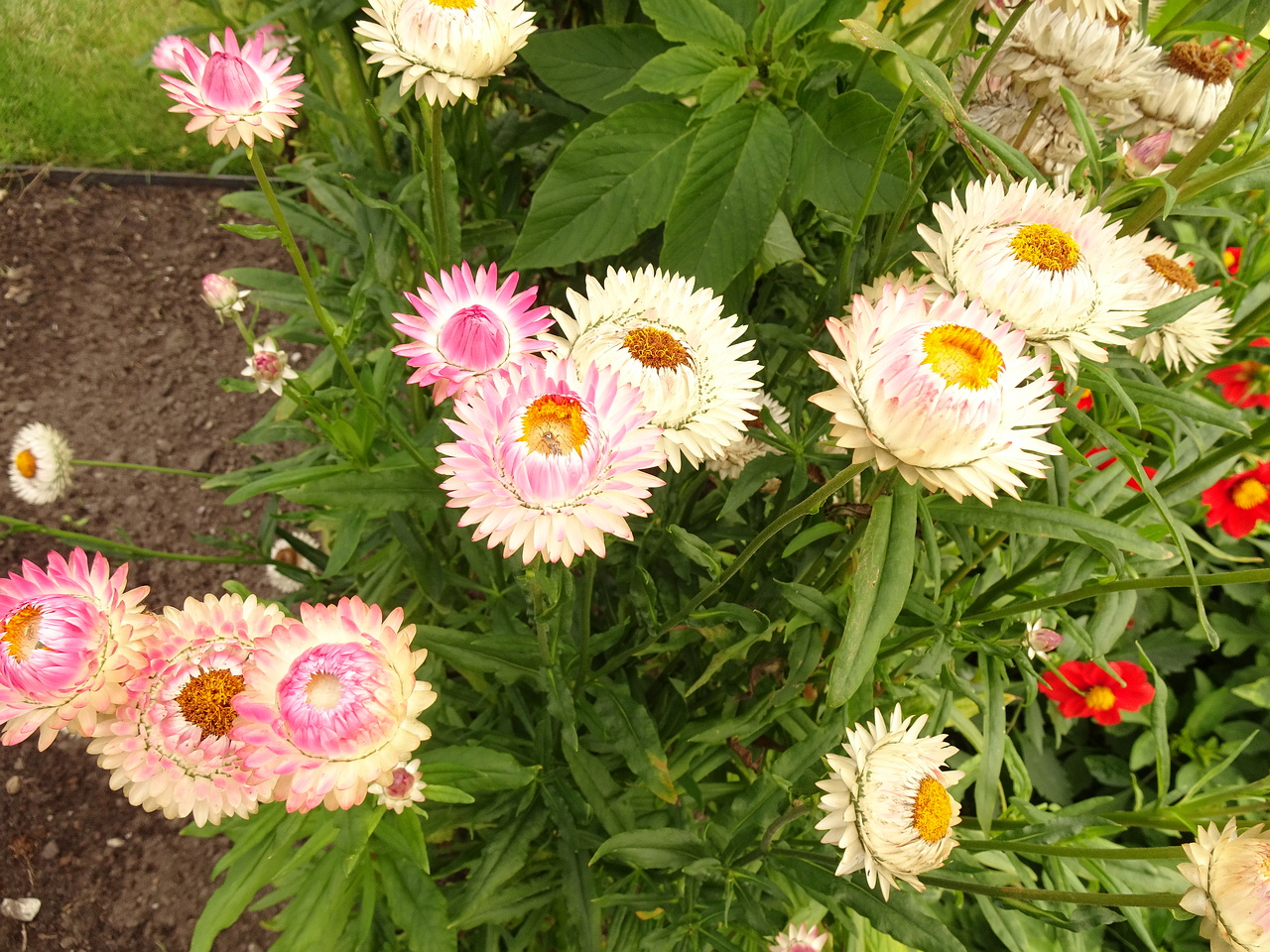 DSC05517