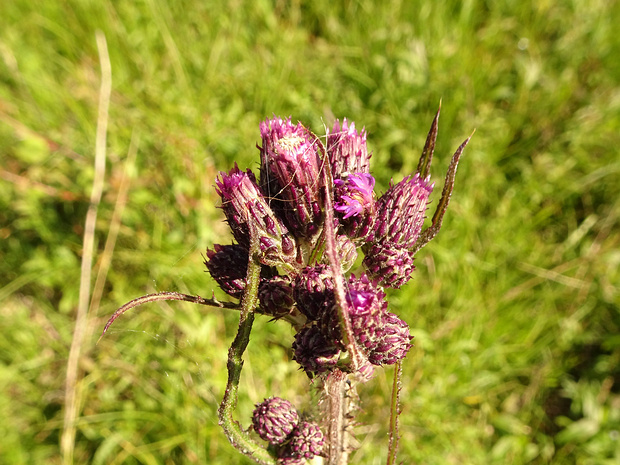 Бодяк болотный - Cirsium palustre