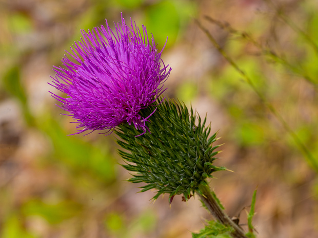 Бодяк обыкновенный - Cirsium vulgare