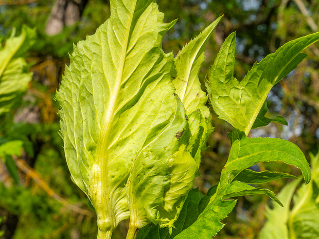 Бодяк огородный - Cirsium oleraceum