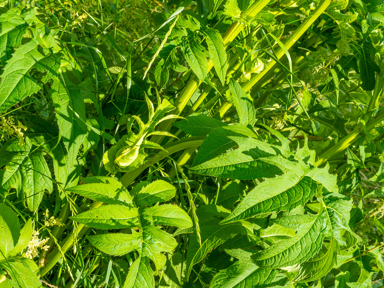 big_meadow_in_kadriorg_park-13