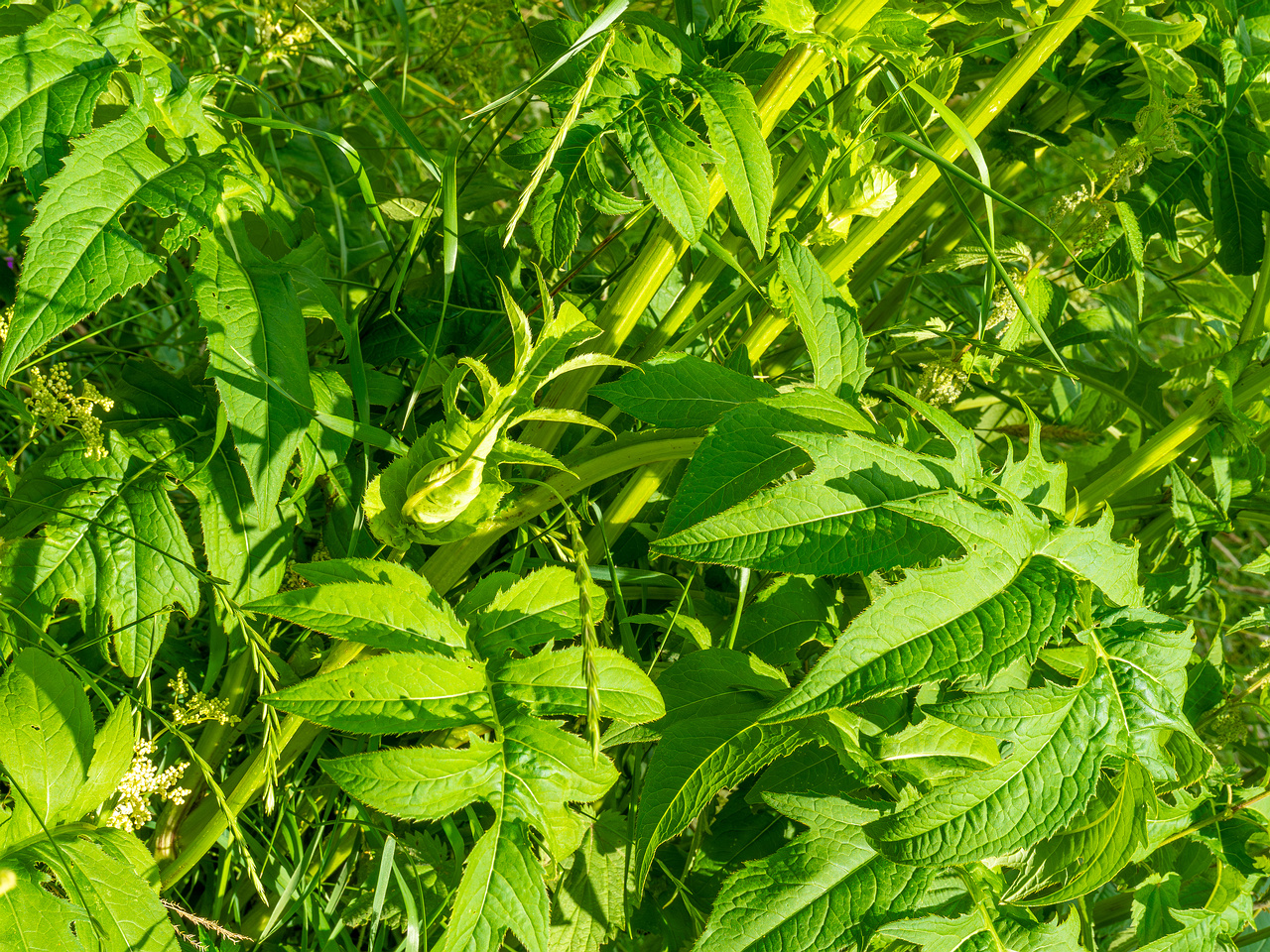 big_meadow_in_kadriorg_park-14