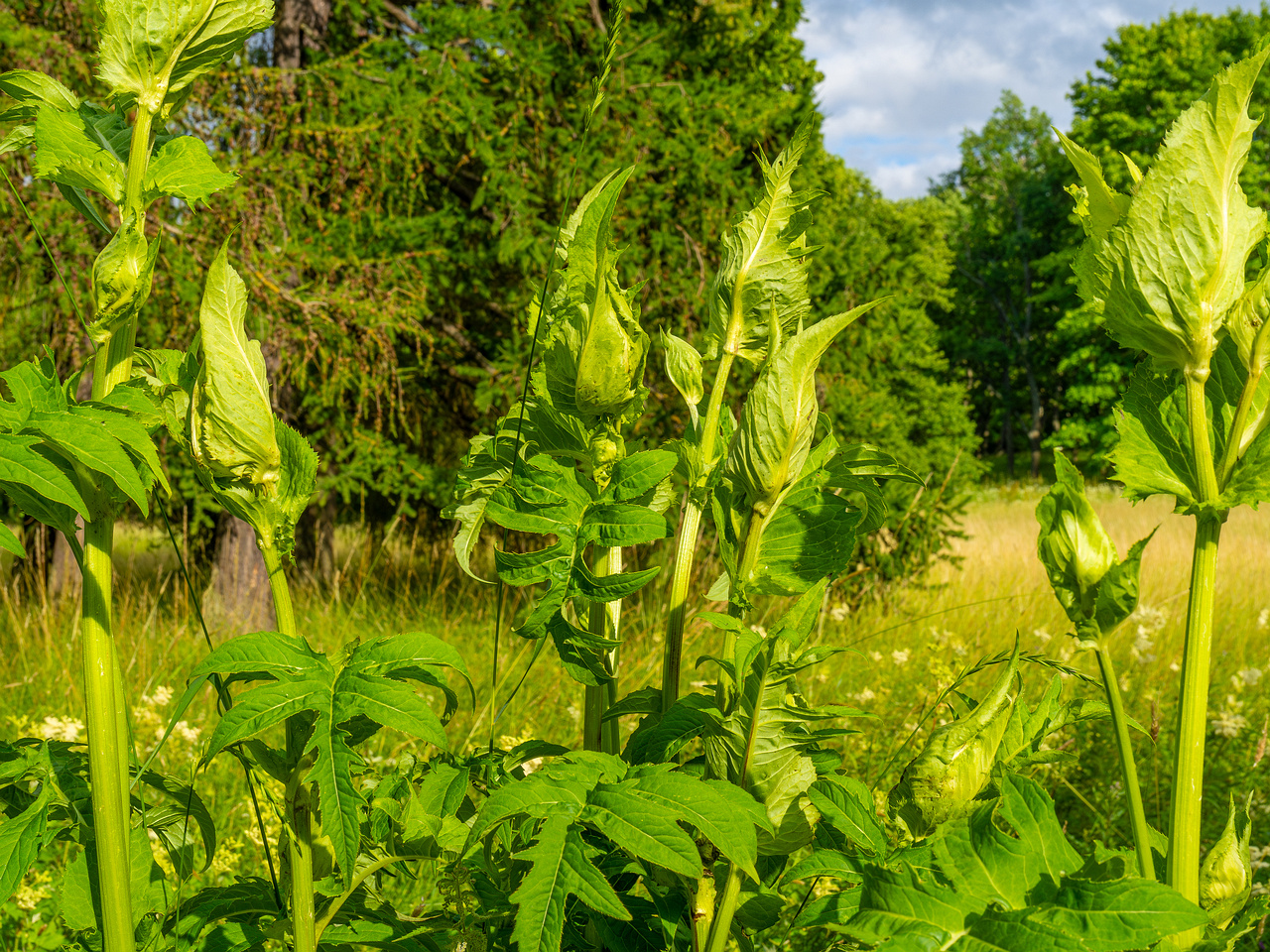 big_meadow_in_kadriorg_park-7