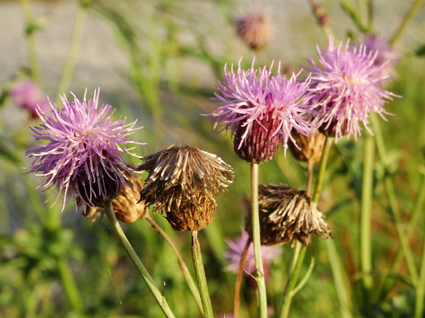 Бодяк полевой - Cirsium arvense