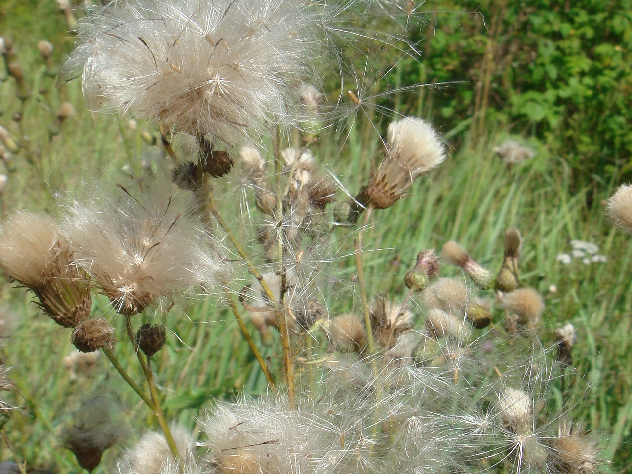 DSC09177