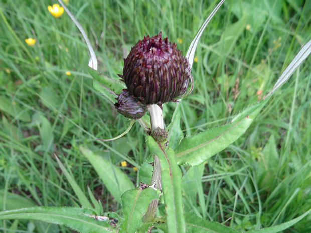Бодяк разнолистный - Cirsium heterophyllum