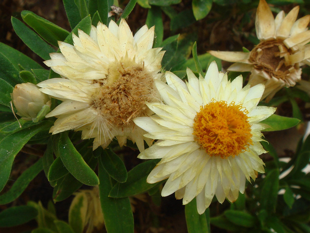 Брактеанта прицветниковая - Xerochrysum bracteatum