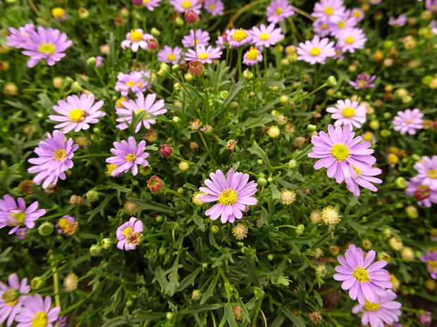 Брахикома иберисолистная 'Восторг Мов' - Brachyscome iberidifolia 'Mauve Delight'