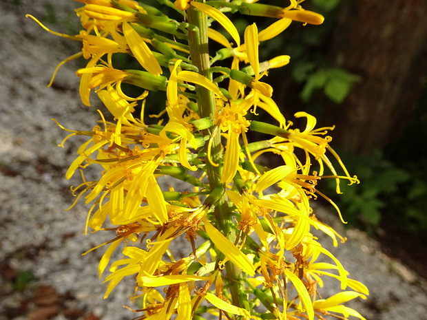 Бузульник Вильсона - Ligularia wilsoniana