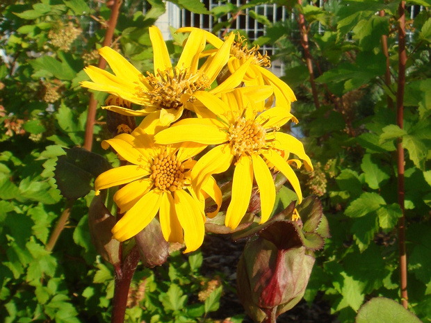 Бузульник зубчатый - Ligularia dentata