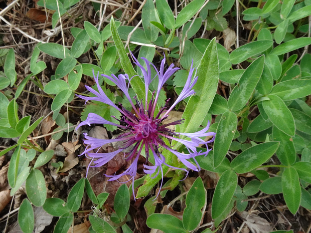 Василек горный - Centaurea montana