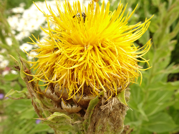 Василёк крупноголовый - Centaurea macrocephala