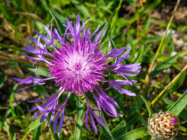 Василек луговой - Centaurea jacea