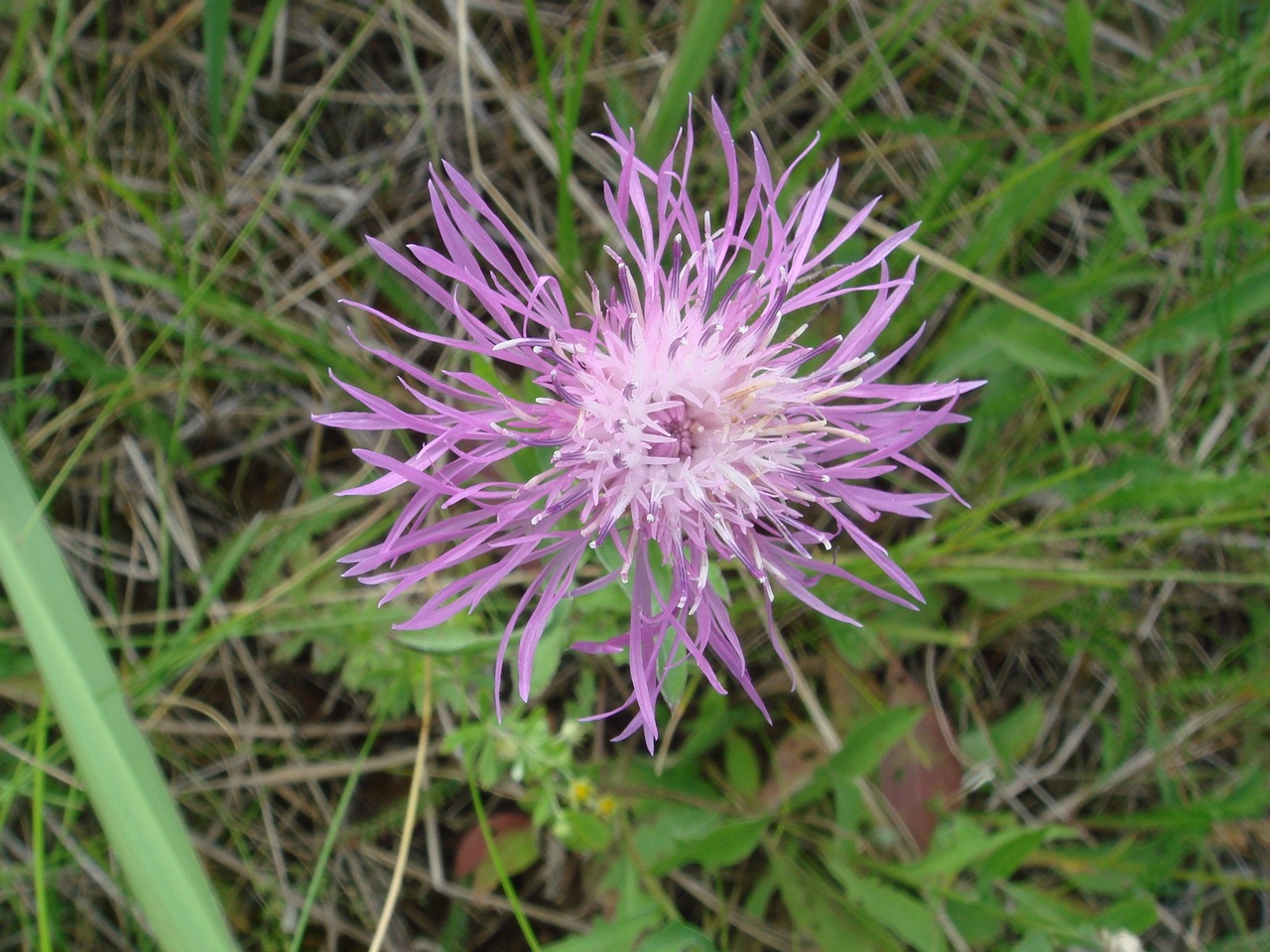 DSC03339
