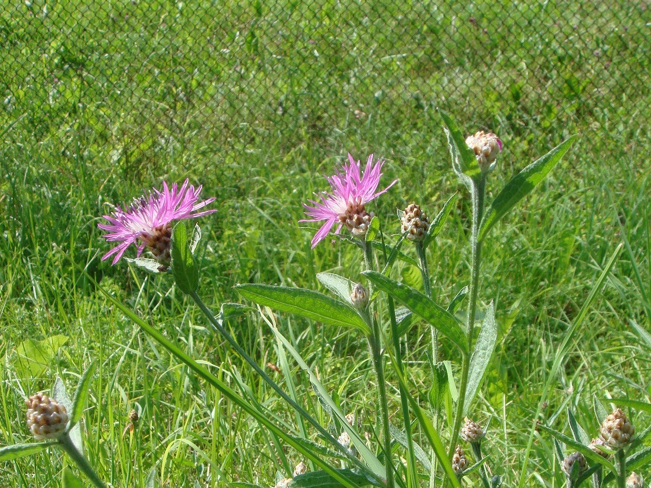 DSC04154