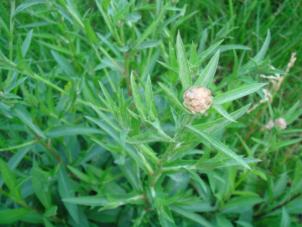 DSC08639