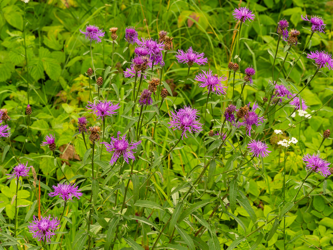 kumna_manor_around_park-10