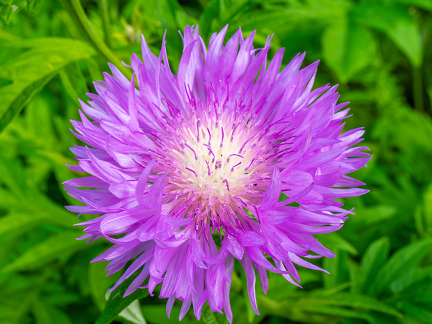 Василек подбеленный - Centaurea dealbata