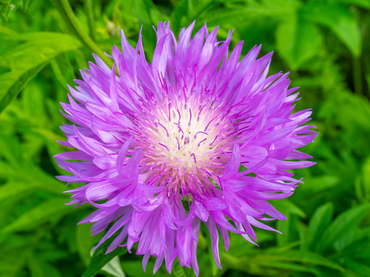 !tallinn_botanical_garden_outside_alpine_plain-28