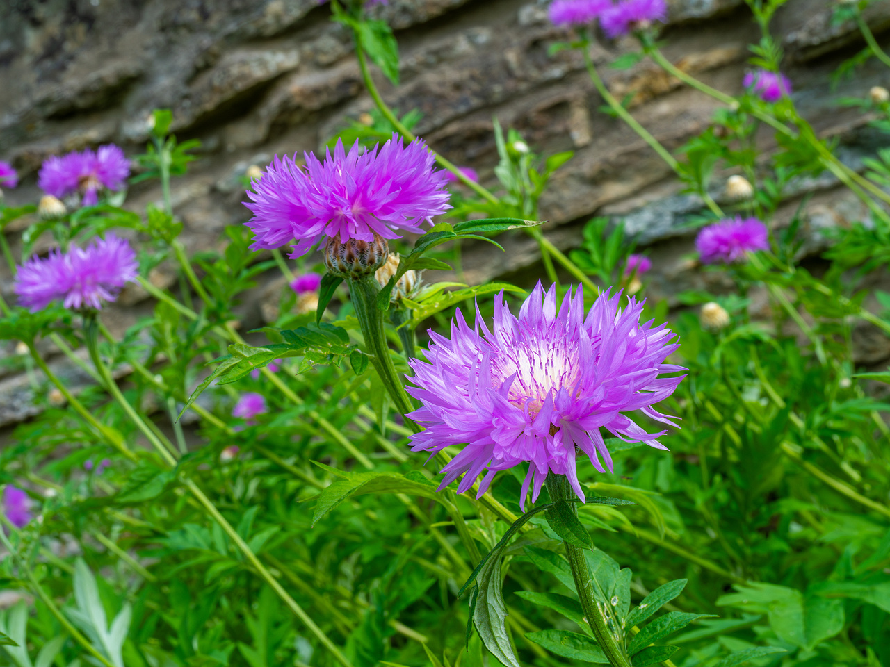 tallinn_botanical_garden_outside_alpine_plain-27