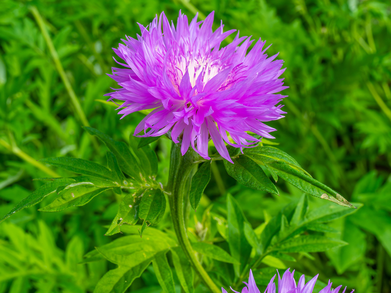 tallinn_botanical_garden_outside_alpine_plain-29