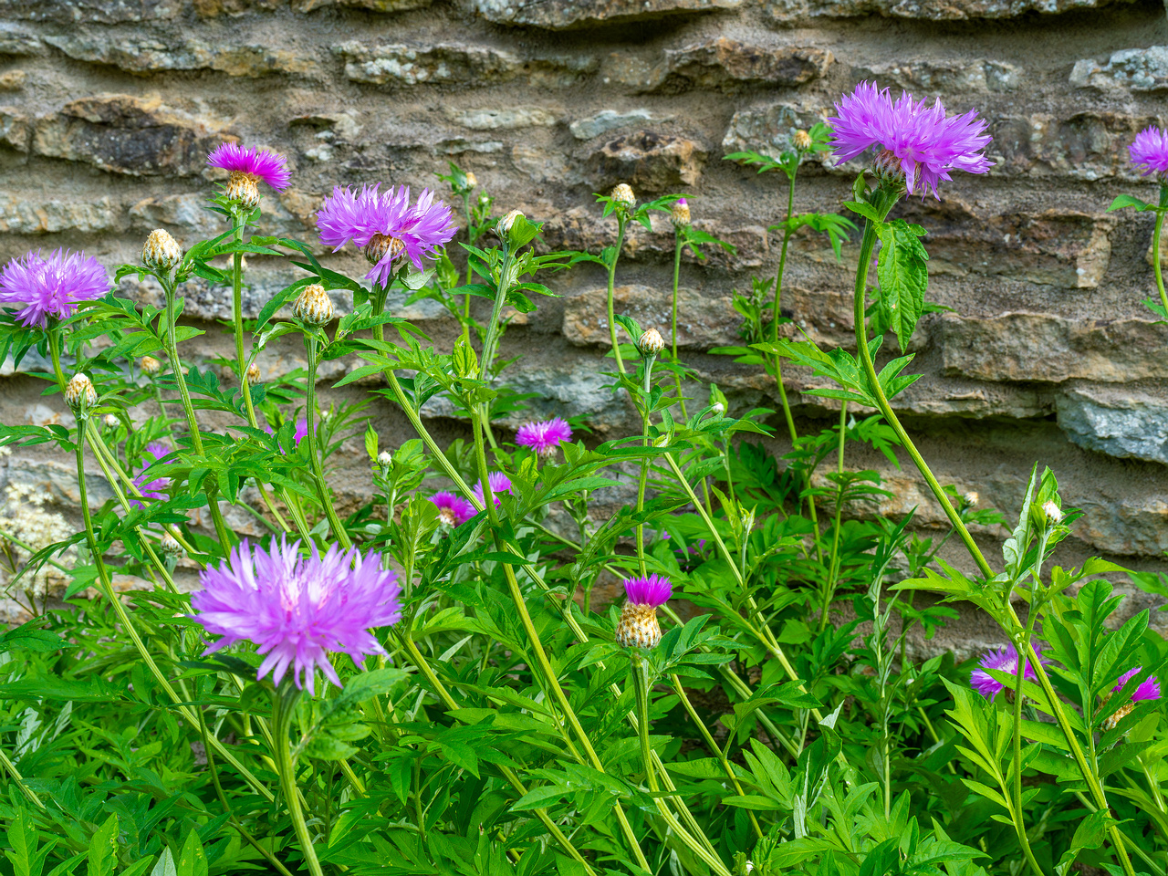 tallinn_botanical_garden_outside_alpine_plain-30