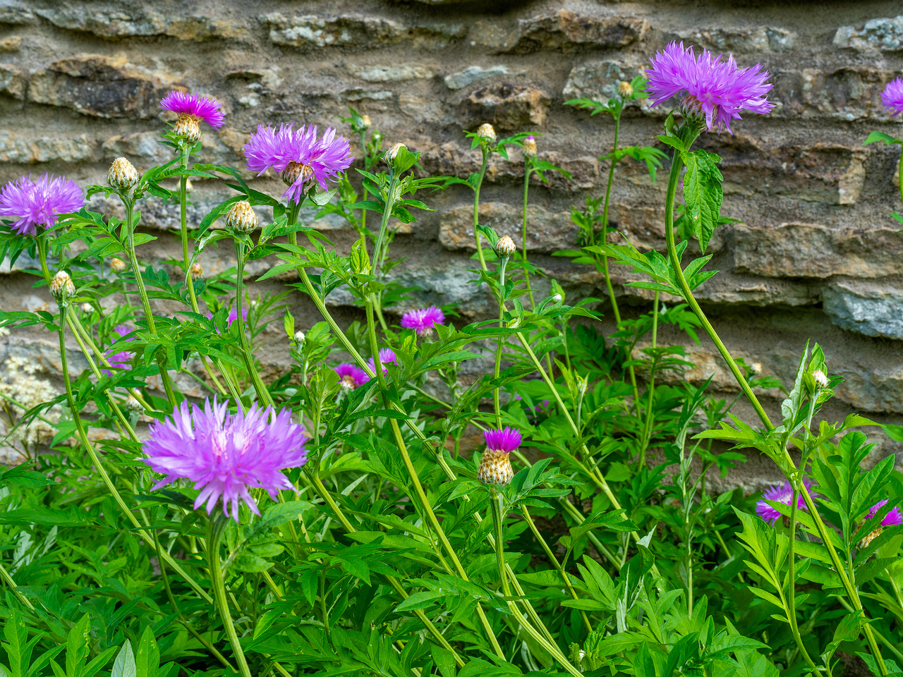 tallinn_botanical_garden_outside_alpine_plain-31