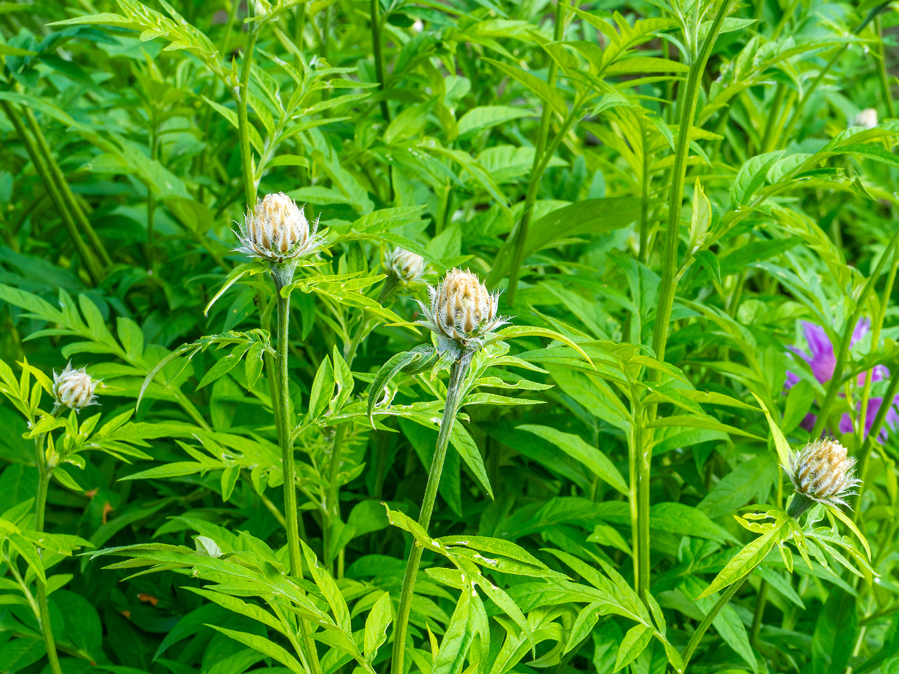tallinn_botanical_garden_outside_alpine_plain-32